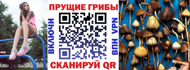 дарнет шоп  Боровск  Псилоцибиновые грибы Cubensis 